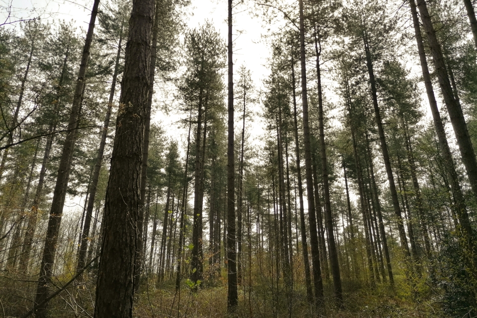 FSC duurzaam bosbeheer